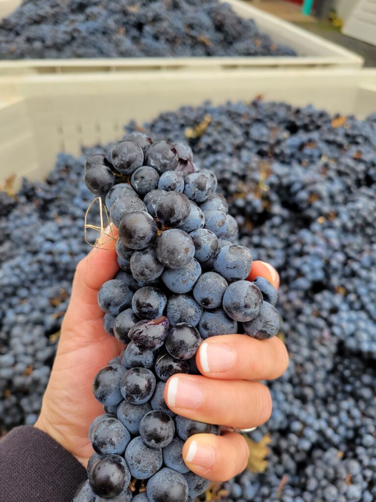 REd grapes freshly harvest